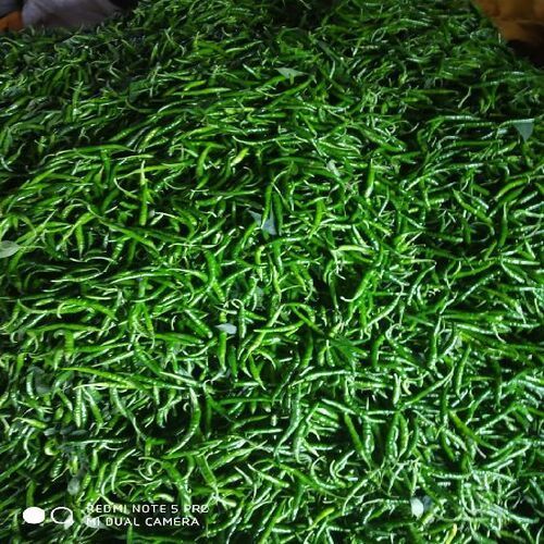 Healthy and Natural Organic Fresh Green Chilli