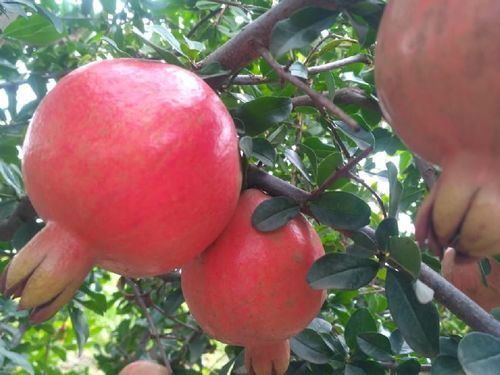 Healthy and Natural Organic Fresh Red Pomegranate