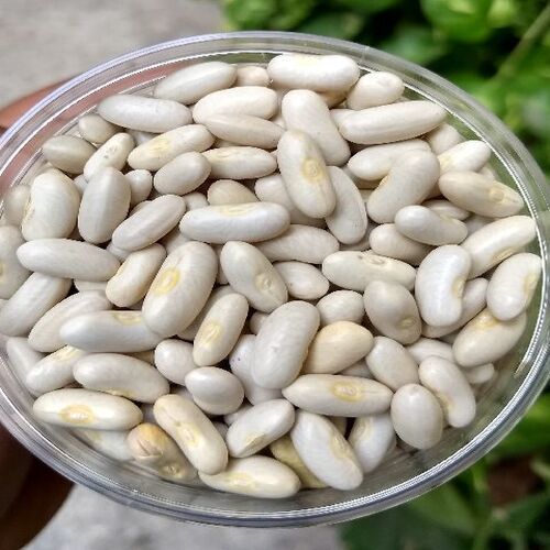 Healthy and Natural Organic White Kidney Beans
