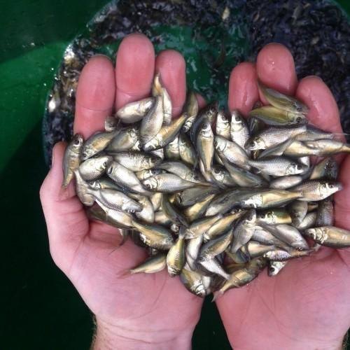 Alive Drop Fish Seeds For Farming