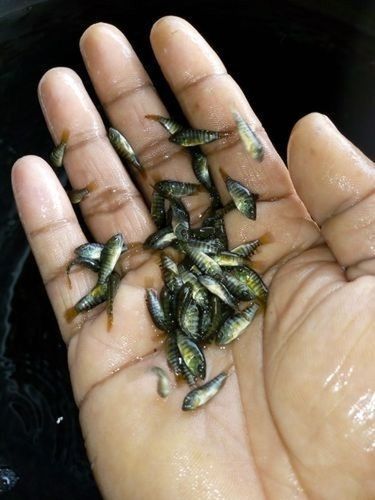 Tilapia Fish Seeds For Farming