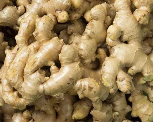 Fresh Ginger for Cooking, Medicine