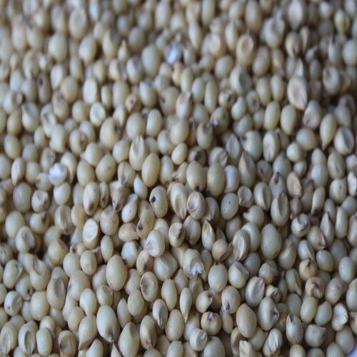 Healthy and Natural Gunwanti Sorghum Seeds