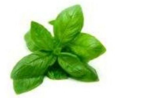 Basil Leaf Extract Essential Oil