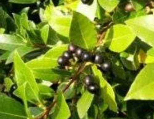 Organic Camphor Extract Essential Oil