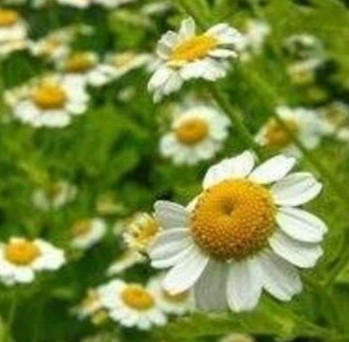 Organic Chamomile Extract Essential Oil