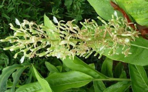 Organic Alpinia Galangal Herb Extract