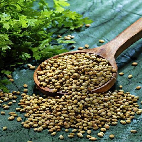 Healthy and Natural Dried Green Coriander Seeds