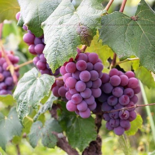 Healthy and Natural Organic Fresh Red Grapes