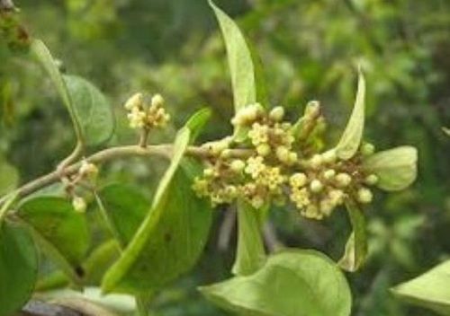 Herbal Gymnema Sylvestre Gurmar Extract Recommended For: All