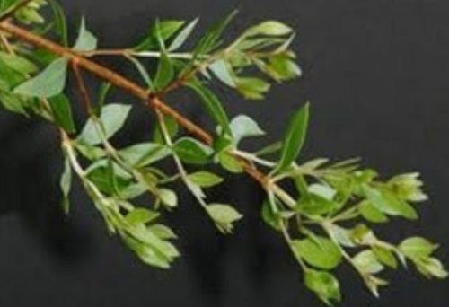Lawsonia Alba Henna Leaf Extract Powder
