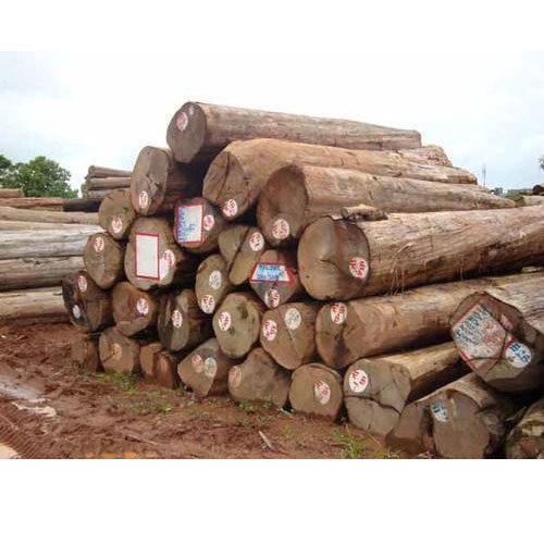 High Strength Mango Wood Logs For Making Furniture