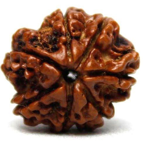 Wood Brown Auspicious 7 Mukhi Rudraksha Bead