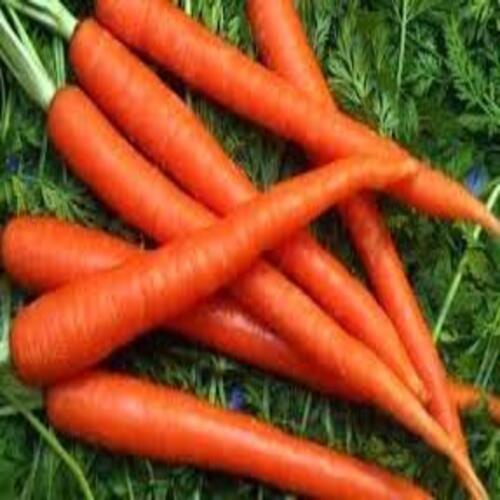 Healthy and Natural Organic Fresh Red Carrot