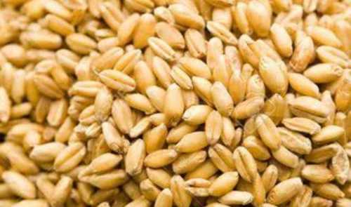 Light Brown Gluten Free Wheat Grains