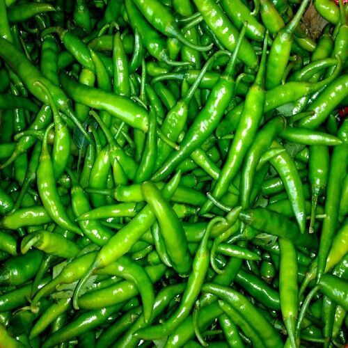 Healthy and Natural Organic Fresh Green Chilli