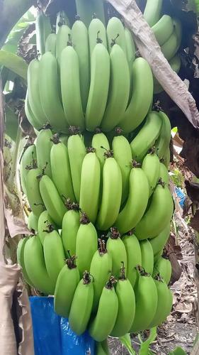 Green Indian Origin Cavendish Banana