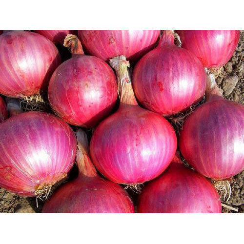 Fresh Red Nashik Onion Moisture (%): 12