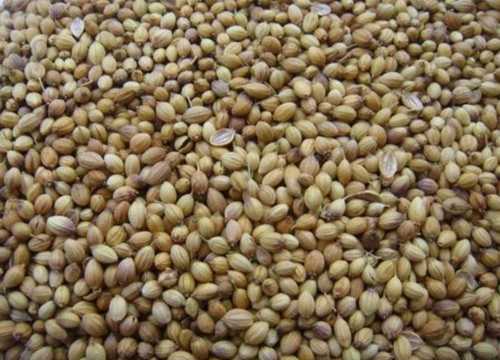 Pure Organic Coriander Seeds Grade: A