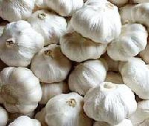 Yamuna Safed-4 G-323 Garlic Moisture (%): 44.5%