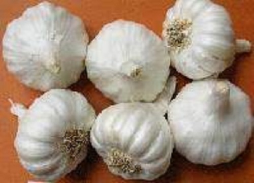 Yamuna Safed G-1 Garlic Moisture (%): 39.5%