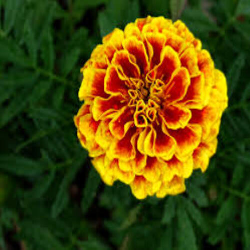 Healthy and Natural Fresh Marigold Flowers