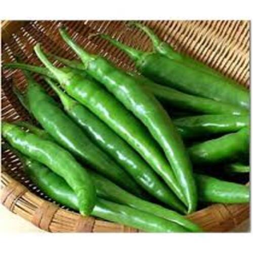 Healthy and Natural Organic Fresh Green Chilli