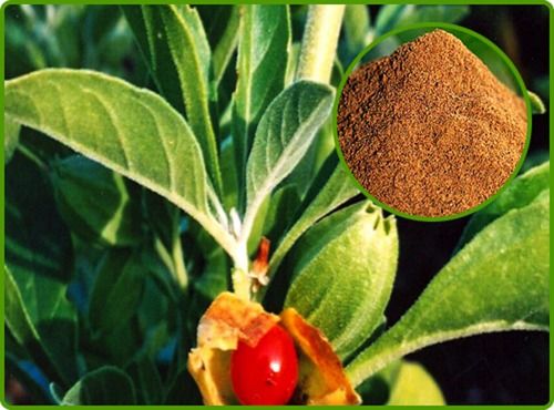 Herbal Ashwagandha 1.5% Extract Powder