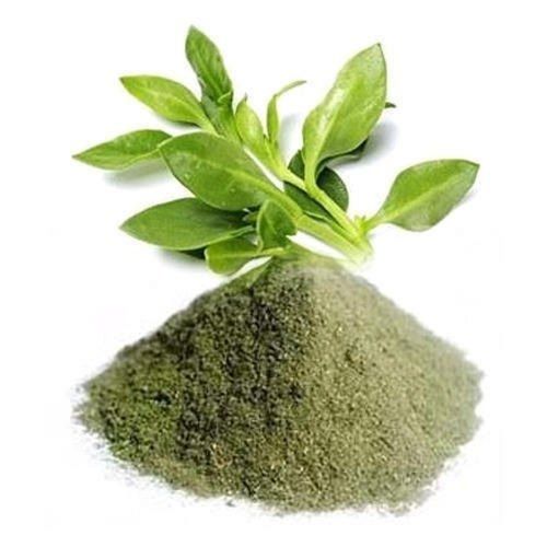 Herbal Kalmegh Andrographis Paniculata 40% Extract Powder
