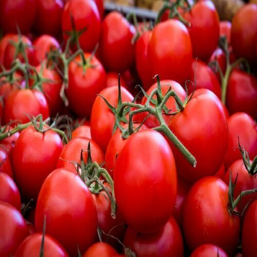 Healthy and Natural Fresh Organic Red Tomato