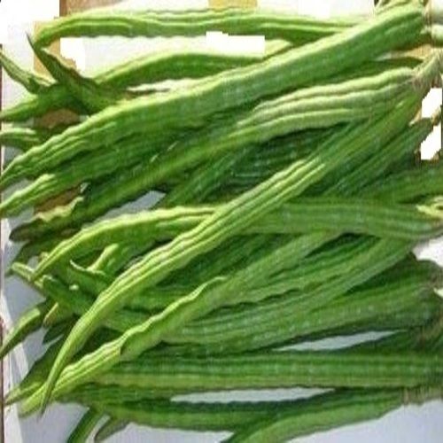 Healthy and Natural Organic Fresh Green Drumsticks
