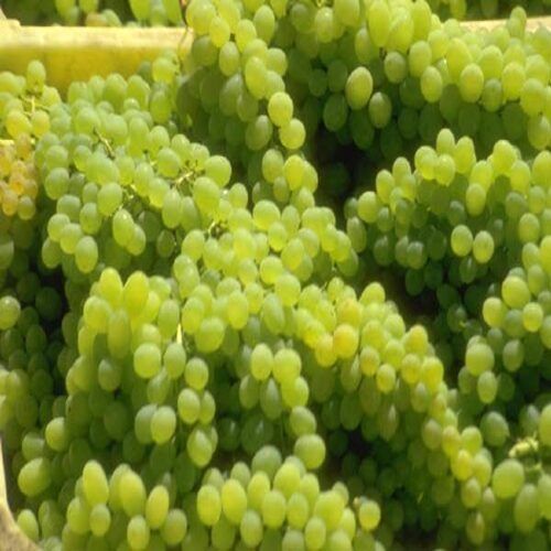 Healthy and Natural Organic Fresh Green Grapes