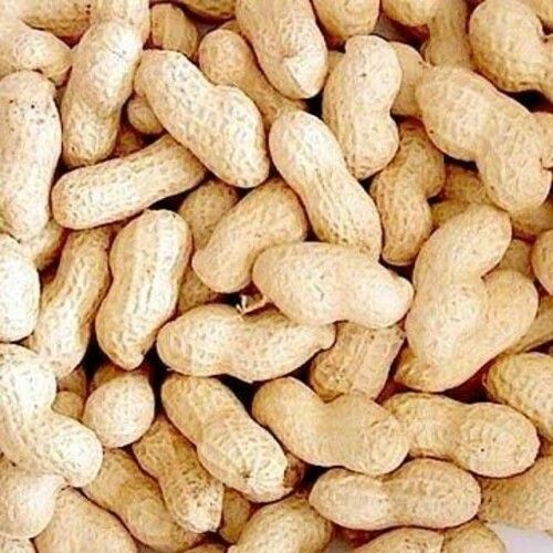 Natural Shelled Groundnuts for Food