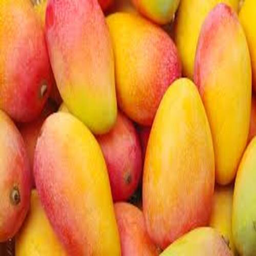 Healthy and Natural Fresh Kesar Mango