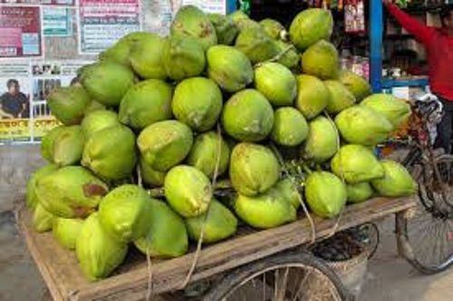 Green Tender Coconut ( Kachcha Nariyal) 