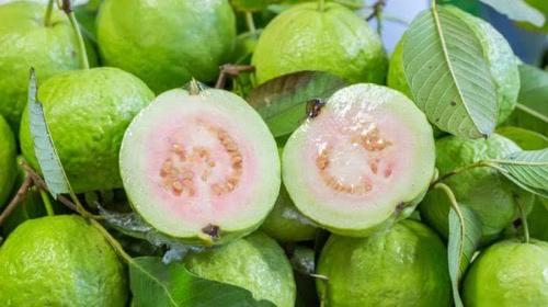 Green Pure Natural Fresh Guava