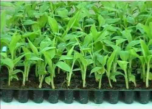 Green Banana Tissue Culture Plants