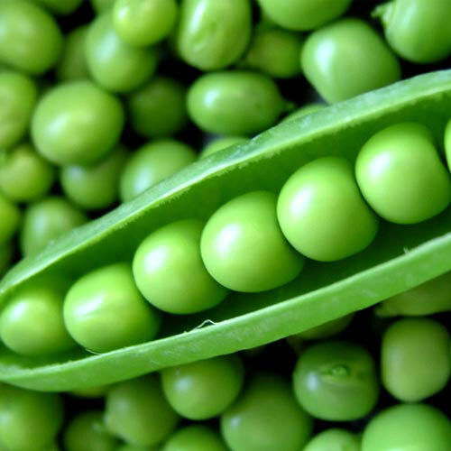 Fresh Green Peas For Cooking