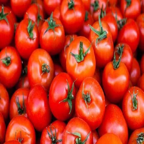 Round Healthy And Natural Fresh Organic Red Tomato