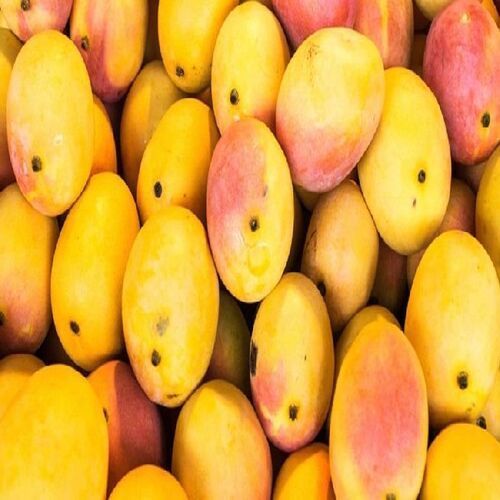 Healthy and Natural Organic Fresh Mango