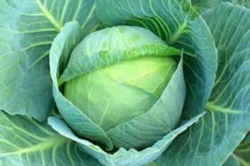 Natural Fresh Cabbage For Cooking Preserving Compound: Cool & Dry Places