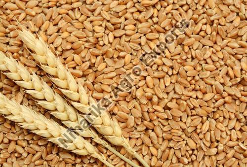 Natural Fresh Wheat for Food