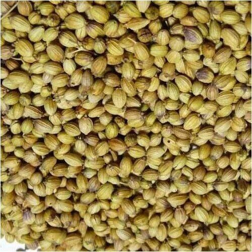 Coriander Seeds Dried And Best Indian Products