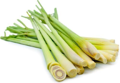 Plant Fresh Green Lemon Grass 