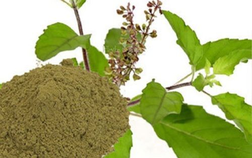 Dried Herbal Holy Basil Tulsi Patra Powder Grade: Medicinal