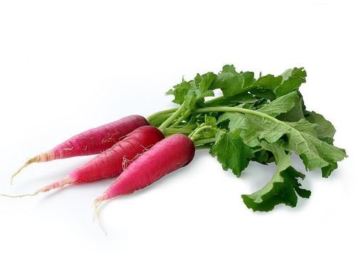 Healthy and Natural Fresh Red Radish