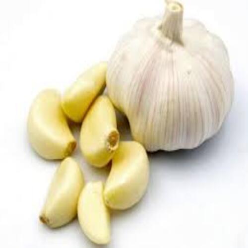 Healthy And Natural Fresh White Garlic Moisture (%): 100%