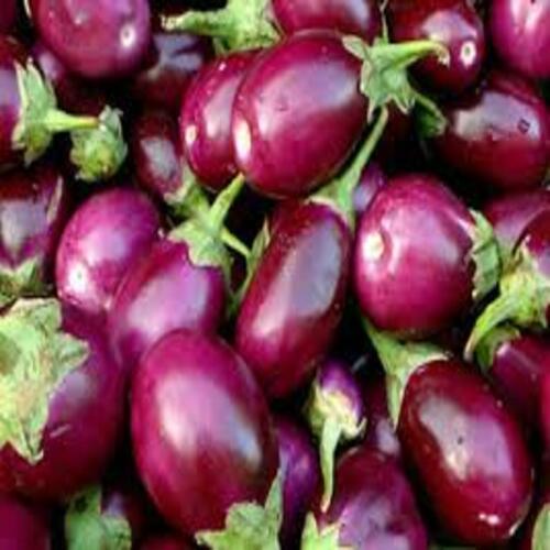 Healthy and Natural Organic Fresh Purple Brinjal