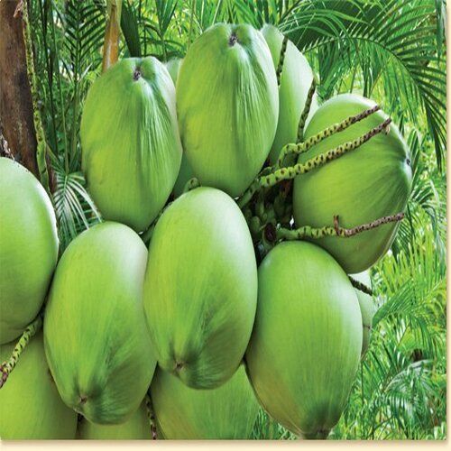 Healthy and Natural Organic Green Coconut