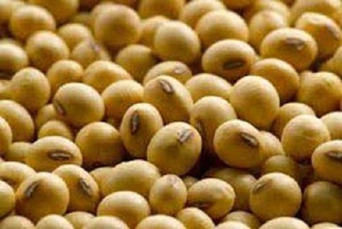 High Nutritious Soybean Seeds
